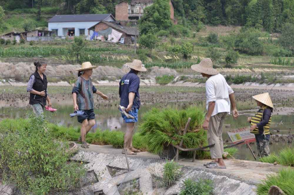 村民在田間忙碌插秧。蔣兵供圖