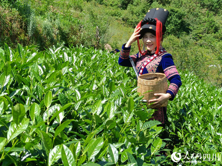 摘了小半簍茶葉的莫羅英。吳舒婷攝