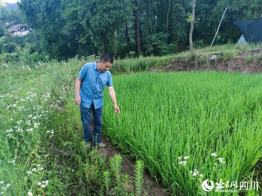 綠色種植的稻米全部農家樂自銷。趙斌攝