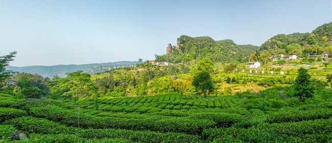 石筍溝茶產業園