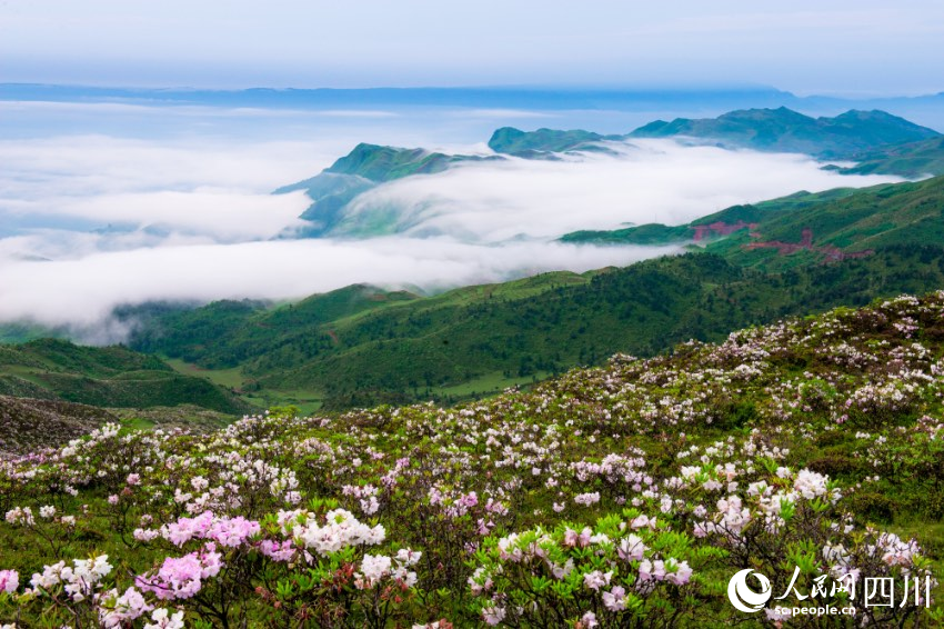 金陽境內(nèi)有近百種索瑪花（高山杜鵑）品種，每年4至6月，連綿十萬畝的索瑪花海美不勝收。周學(xué)斌攝