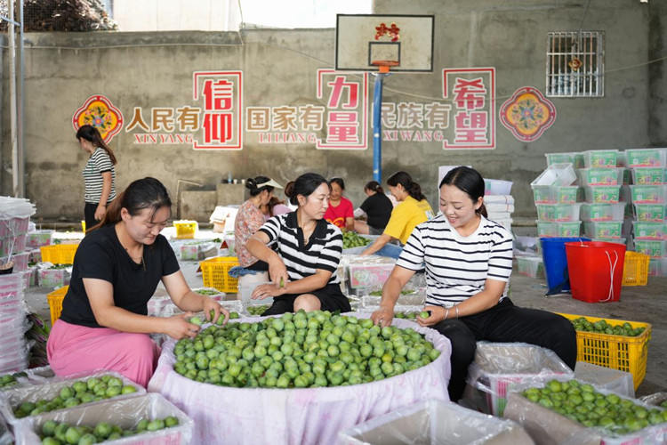 村民正在篩選李子。茂縣融媒體中心供圖