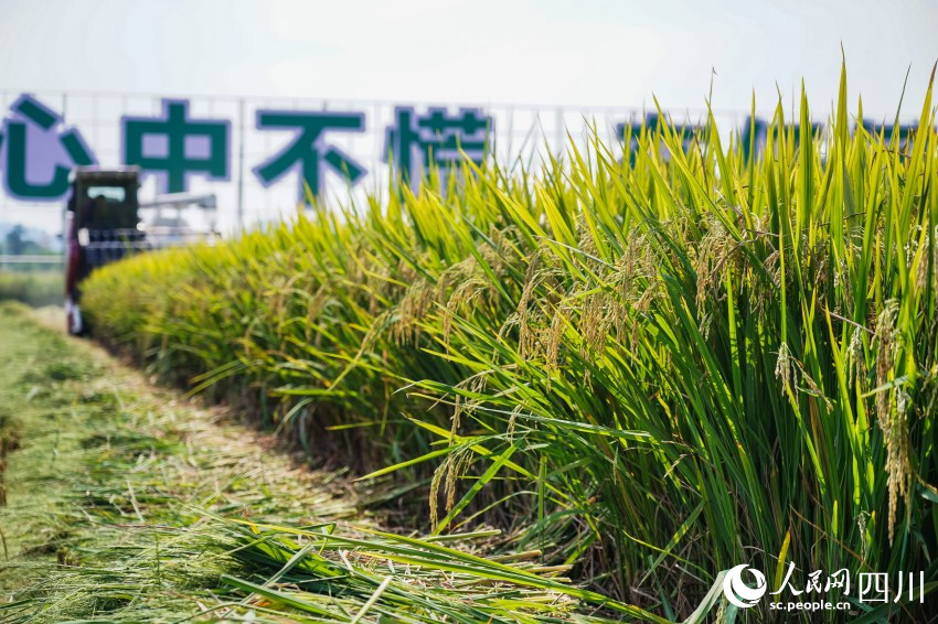 四川彭山水稻迎豐收。翁光建攝