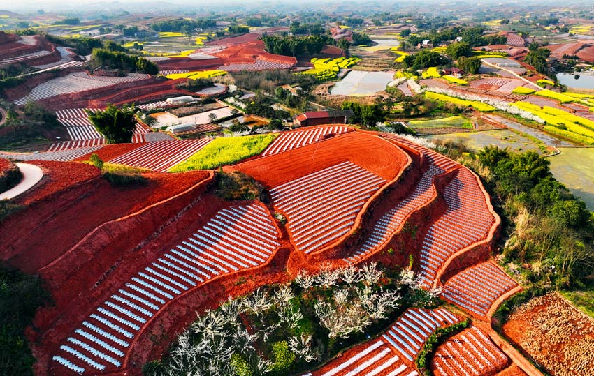 油菜開花陪紅土。劉彬供圖