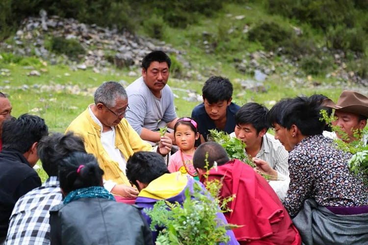 知名老藏醫洛熱彭措指導村民辨識藥材。