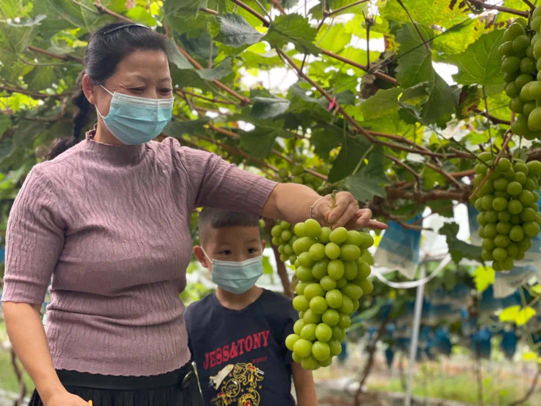 都江堰這個社區用小葡萄架起鄉村振興“致富橋”大棚內，一排排葡萄架映入眼簾，串串葡萄簇擁著從葉子縫中垂下來，綠如瑪瑙，清香撲鼻，農戶們小心翼翼地將其剪下，封袋、裝箱……走進都江堰市青城山鎮五桂社區綠怡葡萄基地，記者看到一片豐收景象。      