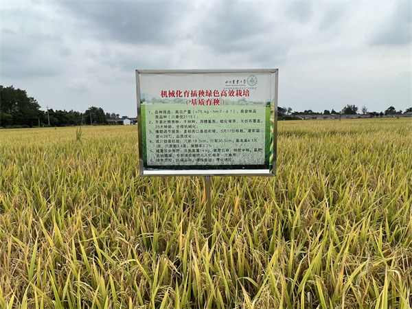 在大邑縣安仁鎮(zhèn)，川康優(yōu)2115長勢(shì)良好。大邑融媒體中心供圖