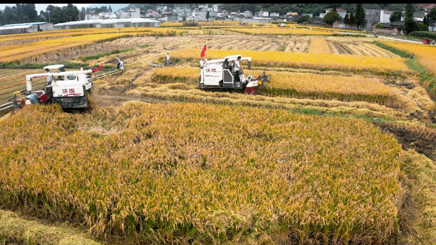 收割現場。冕寧縣融媒體中心供圖