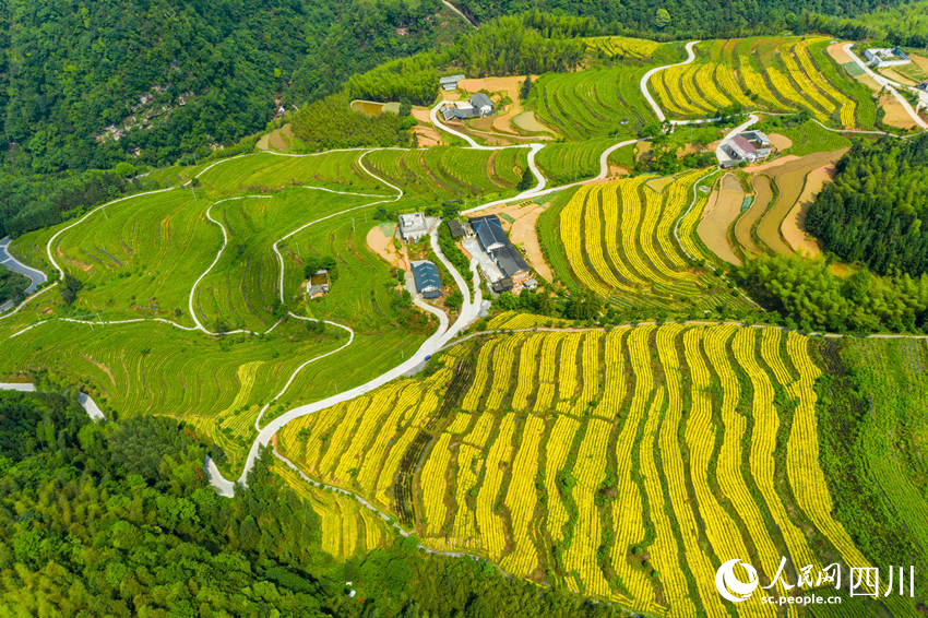 黃金茶園。魏廷華攝