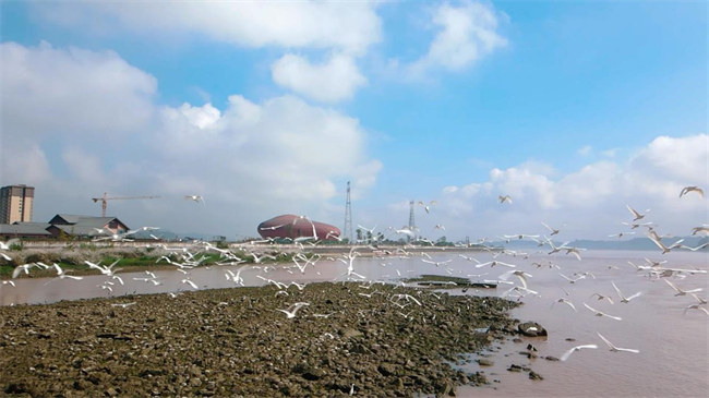 大渡河國(guó)家濕地 沫若戲劇文創(chuàng)園外蘆葦白鷺。李亞林?jǐn)z