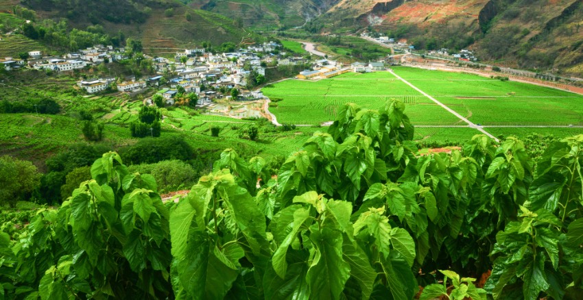 寧南是中國優質繭絲生產基地，圖為長勢良好的桑田。寧南縣委宣傳部供圖