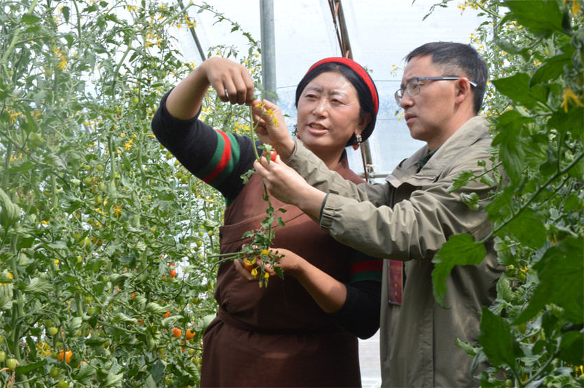 家住蝦拉沱鎮(zhèn)的達娃，以前在康定打工每月收入2000余元，現(xiàn)在園區(qū)采摘小番茄每月近4000元。成都市民宗局供圖