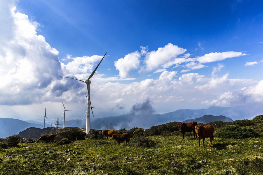 高山上的風力發電場，牛兒悠閑吃草。喜德縣委宣傳部供圖