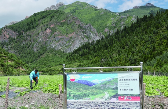 中國石油四川銷售公司助力高原有機蔬菜種植項目，有效帶動周邊農戶增收就業。 中國石油四川銷售公司供圖