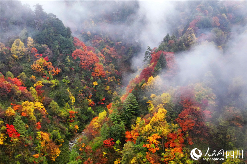 白霧峰間萬花叢。張蓉攝