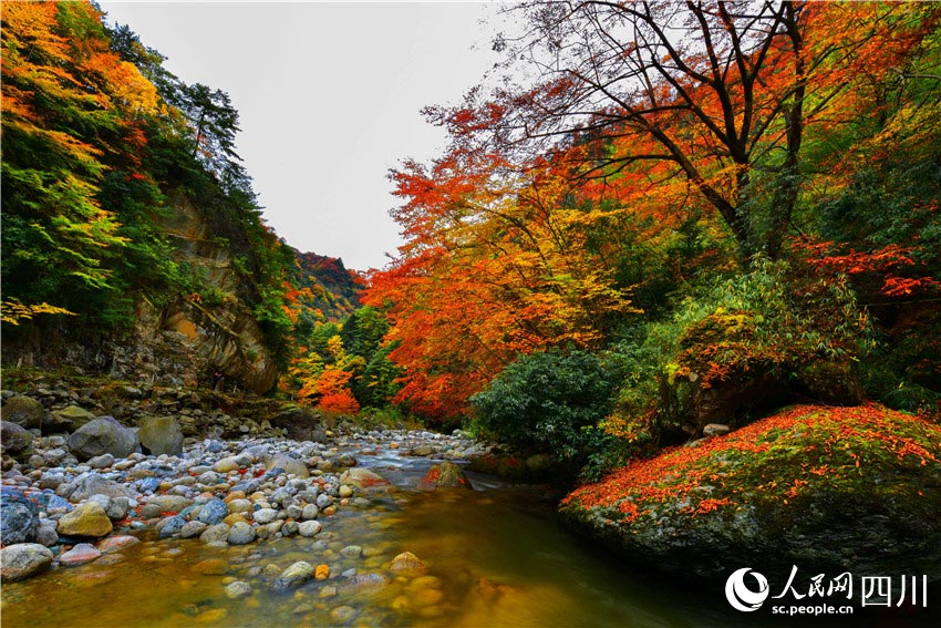 楓葉清溪映美容。石峰攝