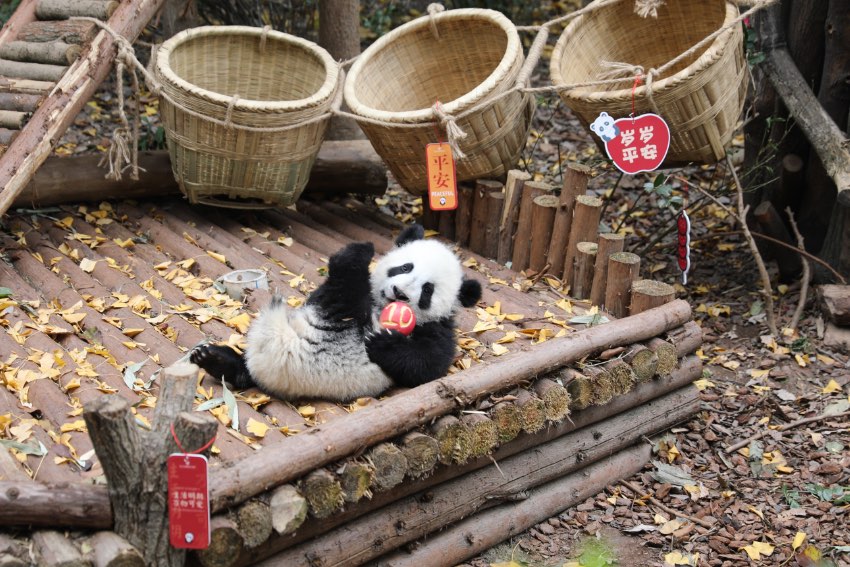 大熊貓萌亮相送祝福。成都大熊貓繁育研究基地供圖