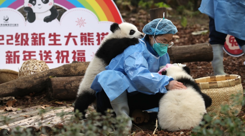 大熊貓萌亮相送祝福。成都大熊貓繁育研究基地供圖