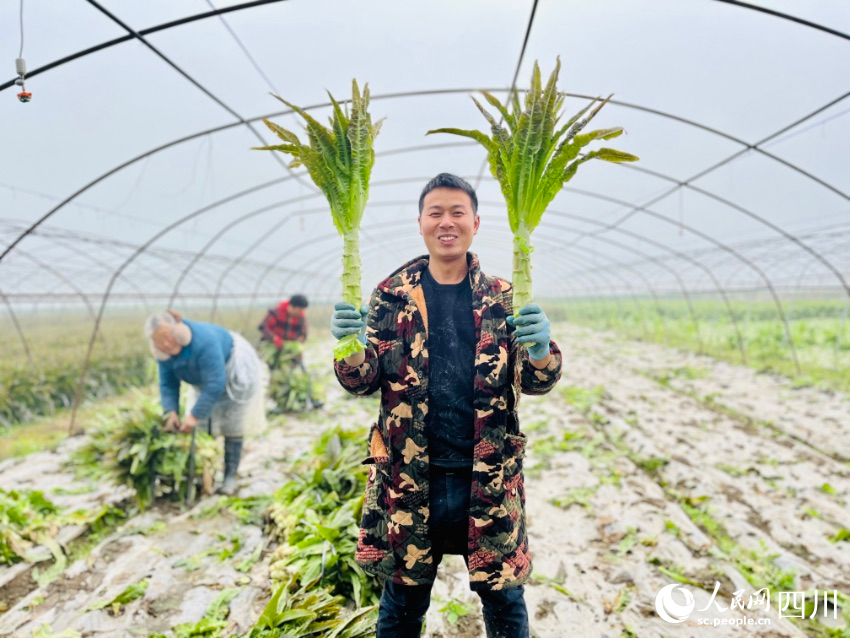 種植戶趙世林展示豐收的蔬菜。人民網(wǎng)朱虹攝