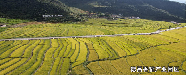 德昌香稻產業園區。西昌市委宣傳部供圖