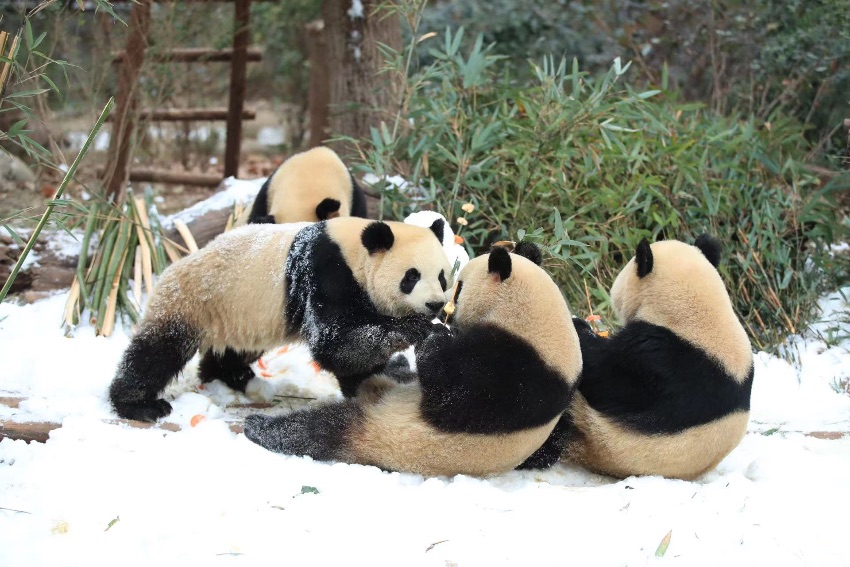 大熊貓盡情雪地撒歡。成都大熊貓繁育研究基地供圖