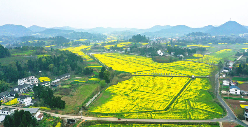 有機(jī)農(nóng)業(yè)基地。南充臨江新區(qū)管委會(huì)供圖