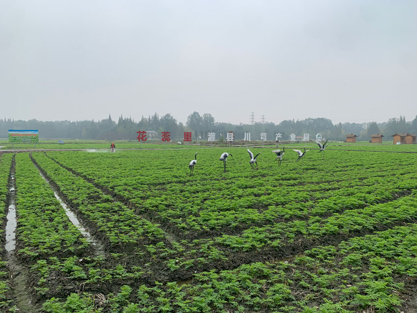 成都都江堰市川芎產業園、川芎種植基地。