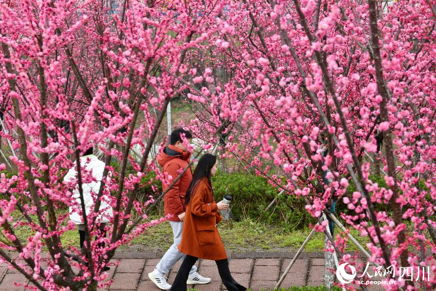 市民踏青賞花、休閑游玩。 張啟富攝