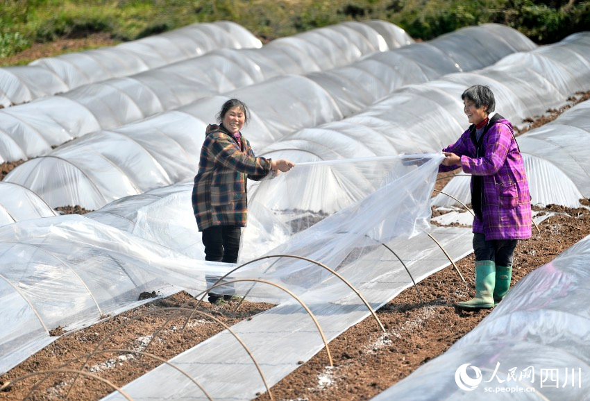 廣安市岳池縣石埡鎮大城村，農民在覆蓋農膜進行旱育秧。張啟富攝