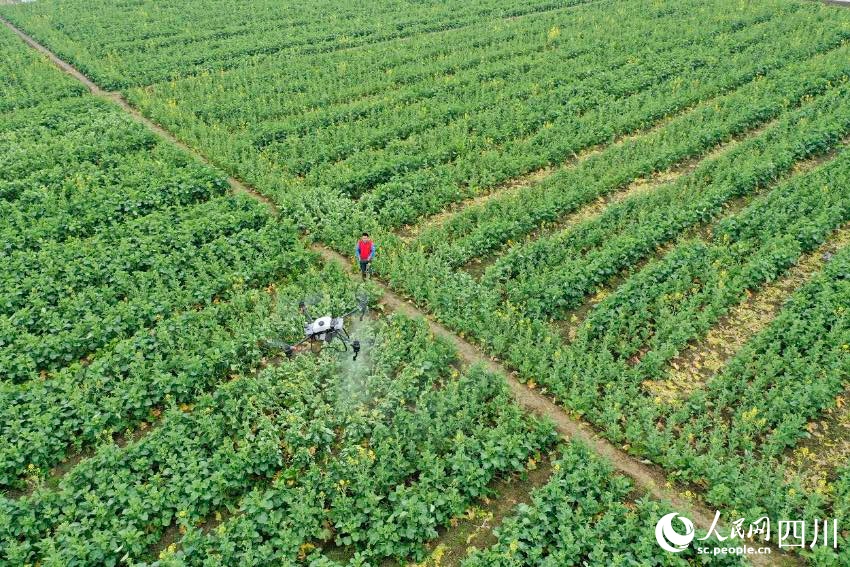 廣安市廣安區花橋鎮花橋村，農業植保員給油菜施肥。張啟富攝