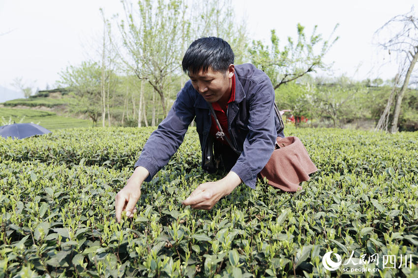 茶農采茶。陳曉芳攝