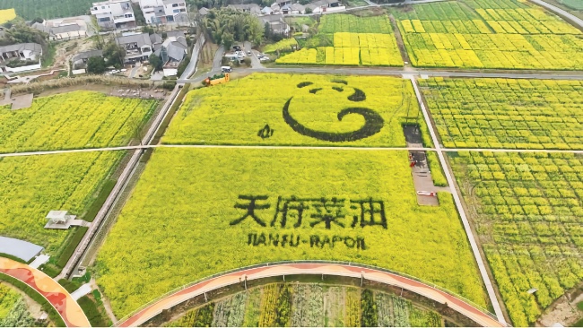 邛崍“天府菜油”大地景觀。大會(huì)主辦方供圖