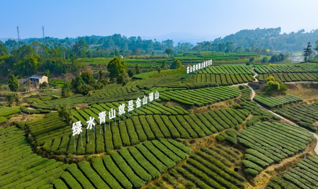 來牟鎮一洞橋村茶葉基地。胡未供圖