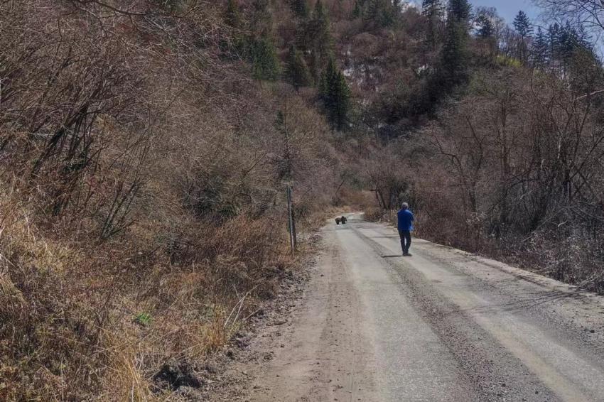 民警巡邏偶遇大熊貓路邊發呆。綿陽公安供圖