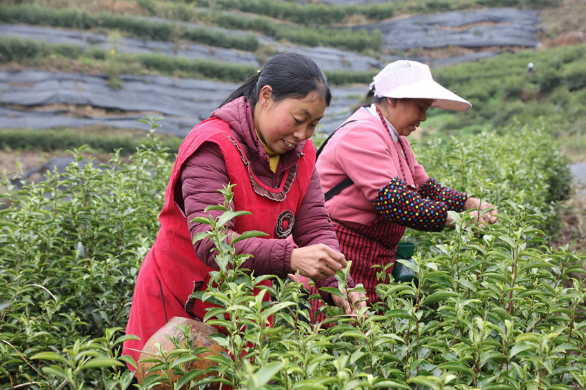 茶農們正在采摘茶葉。 馬發(fā)海攝