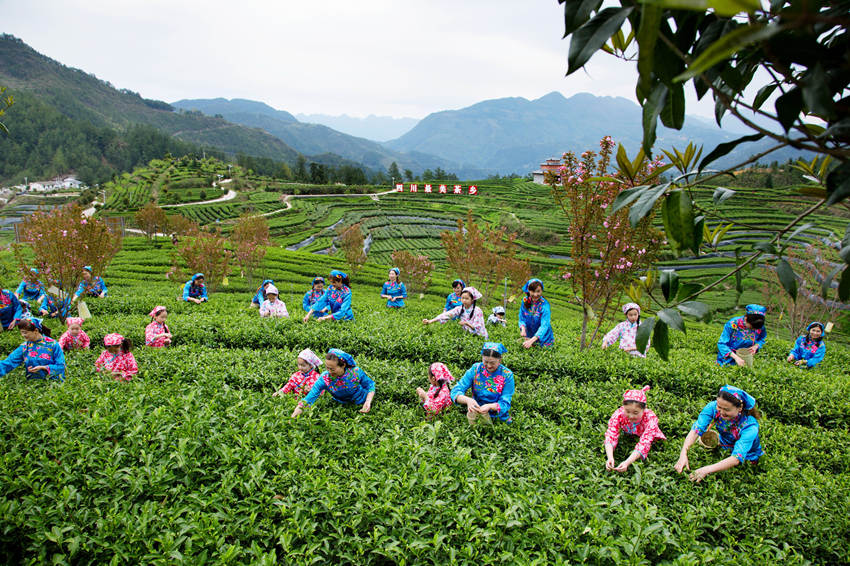 孩子們正在茶園體驗采茶。伍胡榕攝