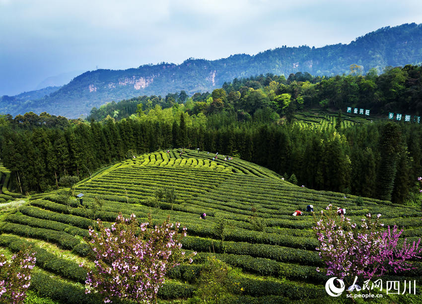 茶農采茶忙。何為攝