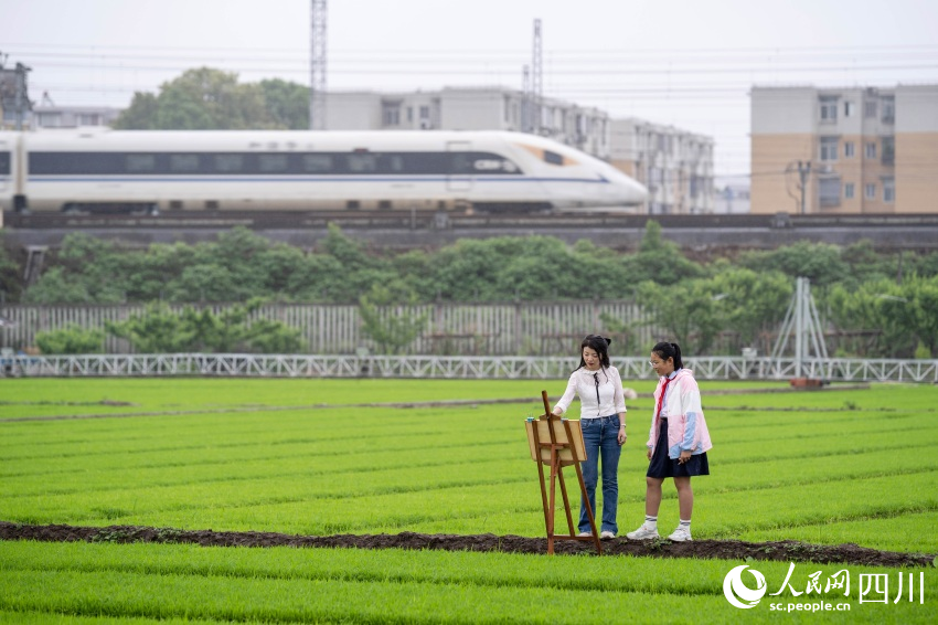 在老師指導下，學生們在秧田中寫生。翁光建攝