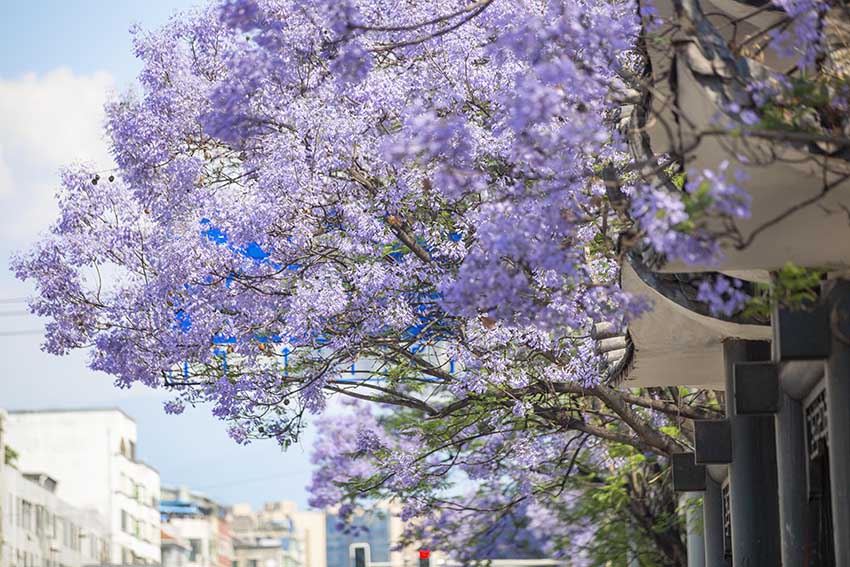 盛放的藍花楹。西昌市委宣傳部供圖