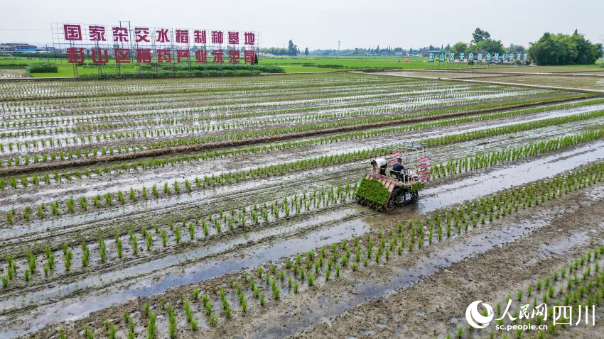 在眉山市彭山區制種基地，工人們正利用插秧機移栽水稻母本秧苗。翁光建攝