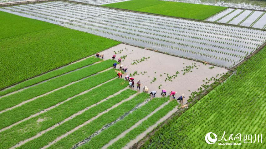 在眉山市彭山區(qū)制種基地，工人們正在田間起水稻母本秧苗。翁光建攝