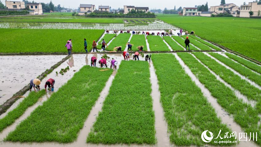 在眉山市彭山區(qū)制種基地，工人們正在田間起水稻母本秧苗。翁光建攝