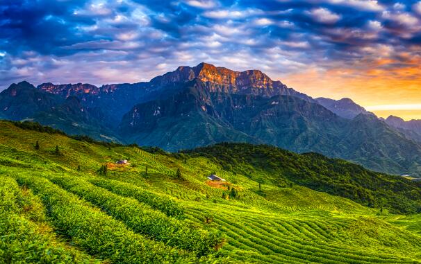 高山茶園