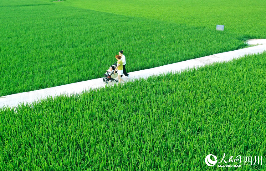 茶余飯后，村民們紛紛走出家門來到田間休閑散步，感受田園風景。廖勝春攝