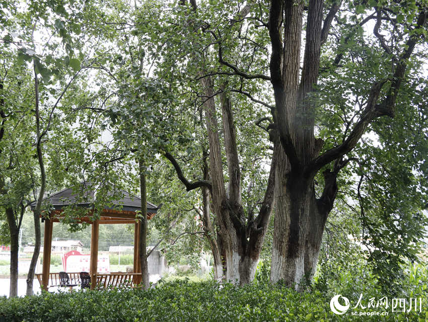 古樹梨園 勾璇攝