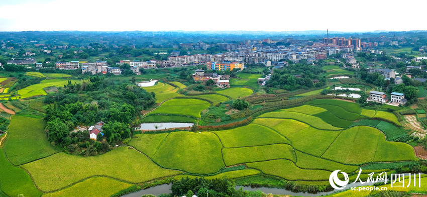 一幅豐收畫(huà)卷。劉學(xué)懿攝 