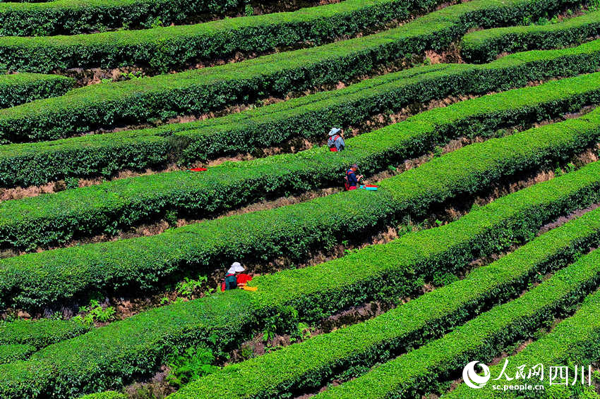 茶農在茶園采摘茶葉。廖勝春攝