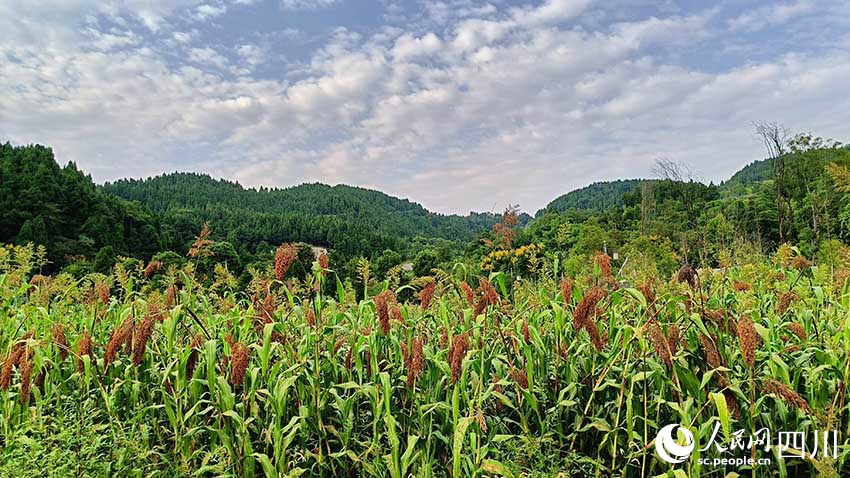 鳳凰村的高粱地。實習生 吳舒婷攝