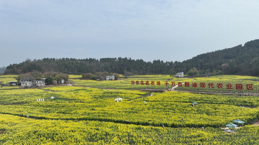 沱東生態農場十萬畝糧油現代農業園區實景圖石鐘鎮。簡陽石鐘鎮人民政府供圖