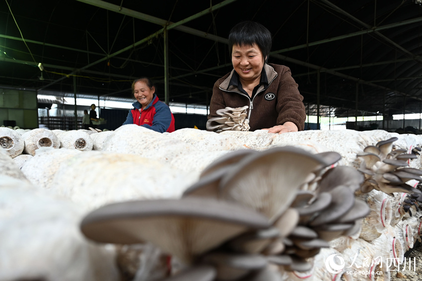 村民在采收桑枝菌。蘭自濤攝